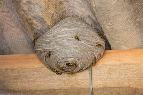 do yellow jackets make paper nests: Exploring Nest-Building Habits and Unusual Connections in the Insect World