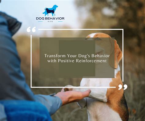 does hitting a dog help with training? or how consistent and positive reinforcement can transform your dog's behavior